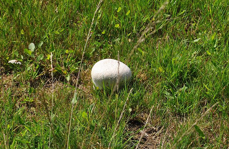 40-DevilsEgg.jpg - A fungus named "devil's egg"  develops in the meadow. These can be over 50 cm in dianeterwhen full-grown.