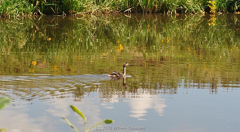 44-Grebe.jpg - It's rather clean, so grebes can find their way on the river.