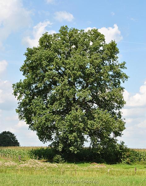 49-Oak.jpg - A single oak stands guard on the former bank