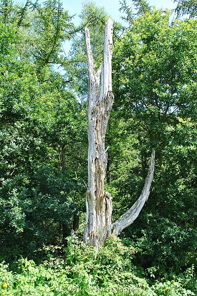 69-Trunk.jpg - High water levels have taken their toll...