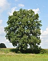 49-Oak