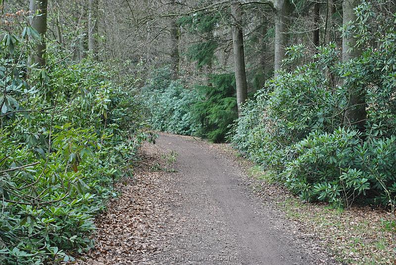 19-RhododendronPest.jpg - At quite some places, the road is flanked by large rhododendrons (Haagse Bos)