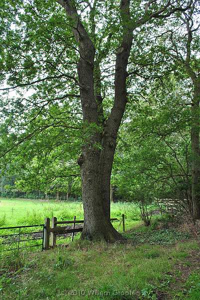 24-DoubleStem.jpg - An older, two-stemmed oak. This type of tree typically marks estate boundaries.