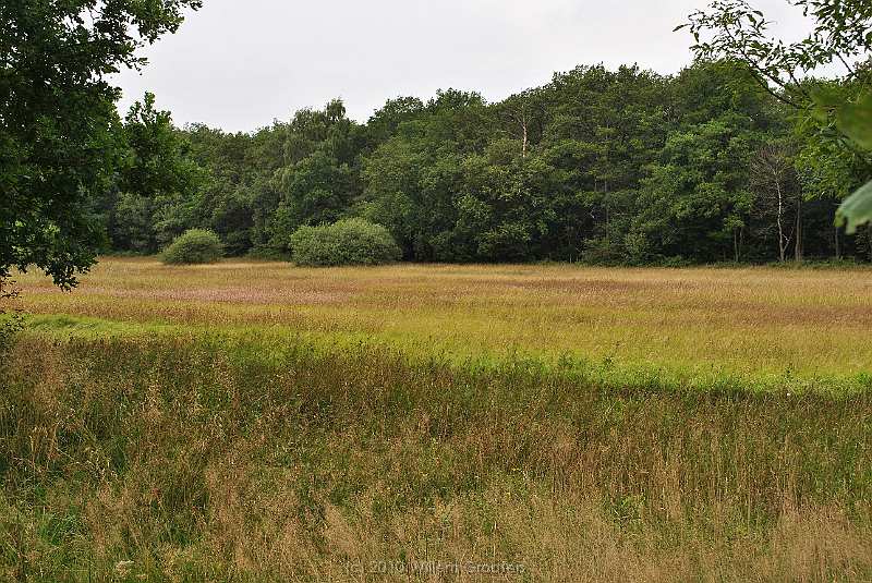28-Lowlands.jpg - An abundance of grasses in a conservation area, used as hay lands.