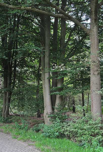 40-FourInOnejpg.jpg - Purely by coincidence: a four-armed beech tree - not even on a boundary.