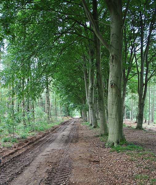 50-BendOver.jpg - A long, straight route, passing beech trees.