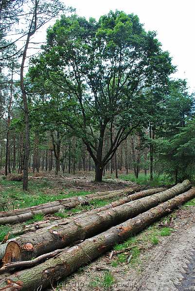 51-SingleOak.jpg - A single oak tree between a production wood of fir and pine