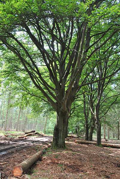 54-Branches.jpg - Some beech trees have many, many branches.