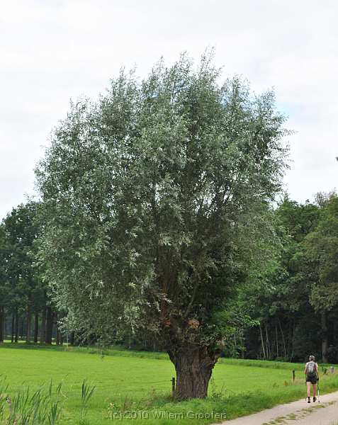 65-Willow.jpg - a huge, solitary willow.