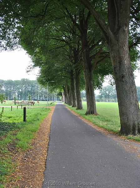 02-Limetrees.jpg - The lane along the estate is lined with lime trees.