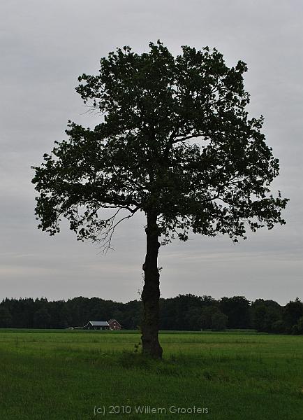 17-LonelyTree.jpg - A lonely tree in the mddle of a field.