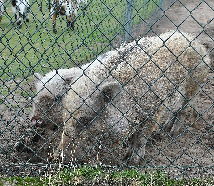 18-Pigs.jpg - Hobby-pigs along the road.