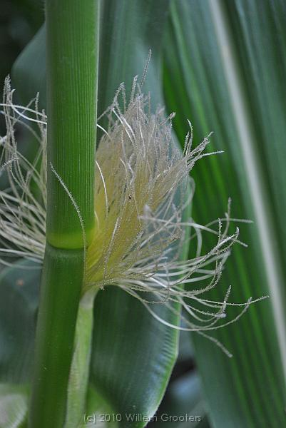 20-Corn.jpg - Flowering corn - female ...
