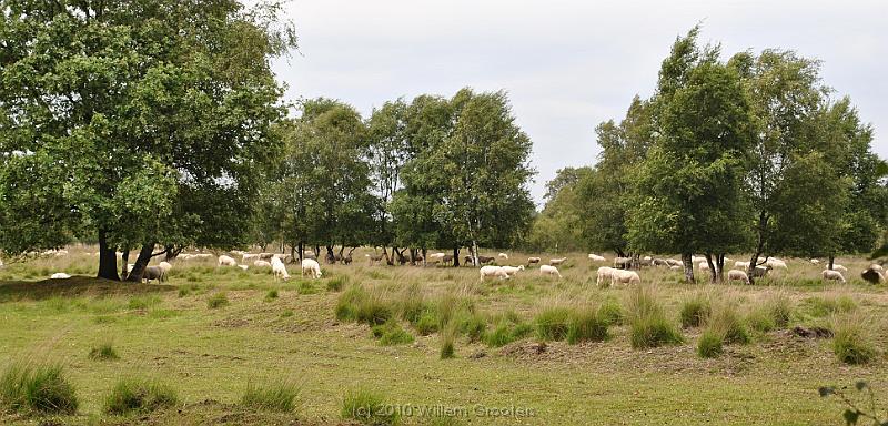 27-Sheep.jpg - A herd of sheep, the actual "grazing machine'" to keep the grasses down and repair the heather. But is seems to be a troublesome task
