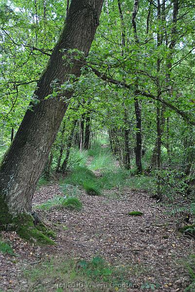 31-Track.jpg - A path into the moory woodland