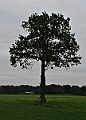 17-LonelyTree