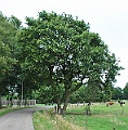 32-Tree