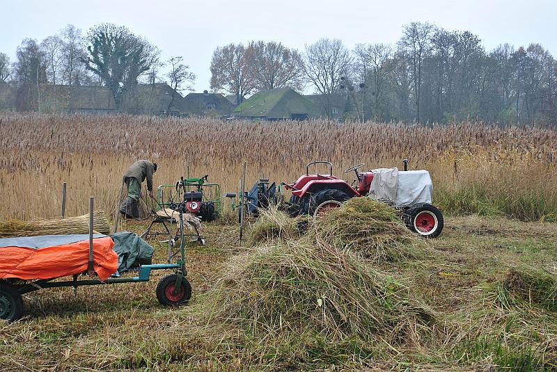 21-Harvest.jpg - Reed-farmer at work