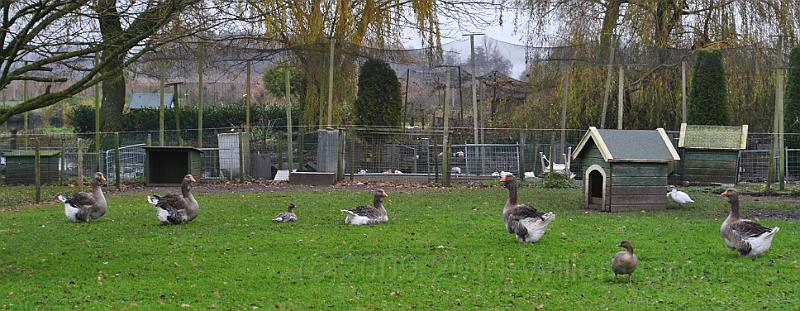 36-Geese.jpg - Geese in an enclosure.