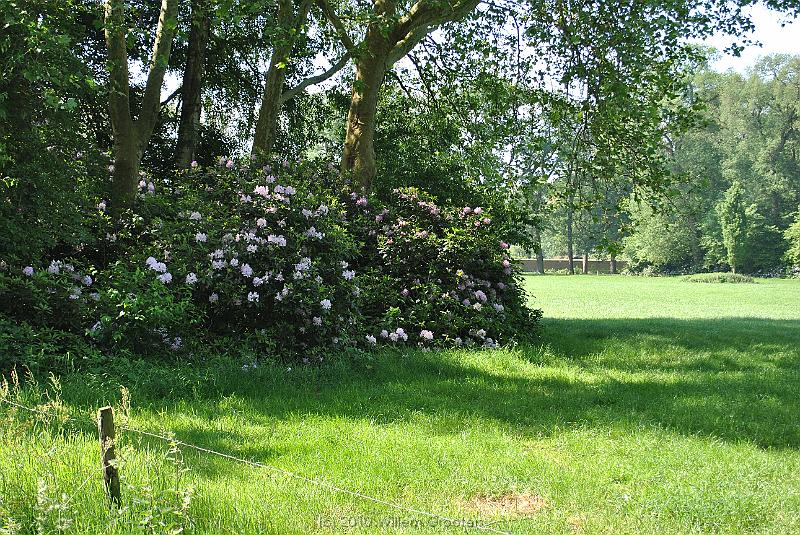 01-Rhododendron.jpg - A large rhododendron on the Weldam Estate - now over it's hight if flowers