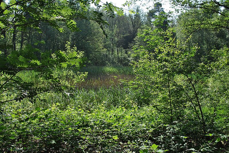 06-Pool.jpg - anbd a pool - with lots of frogs - in the woodland beside the road. It looks more marshe-like than a real pool ...