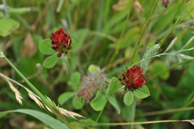 24-Clover.jpg - Red Clove - there were just a few of these plants
