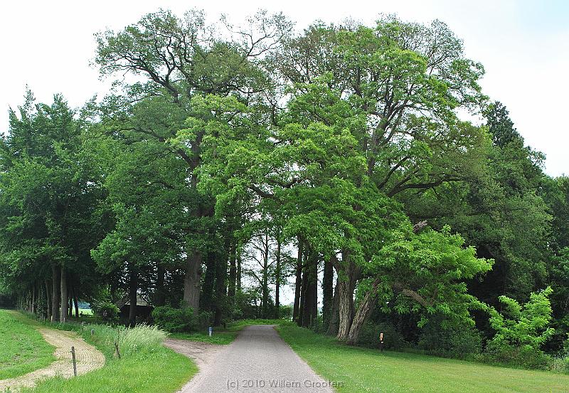 27-Trees.jpg - A large group of trees form  the corridor to the hall