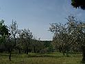 05-OliveTrees