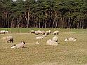 29-Sheep