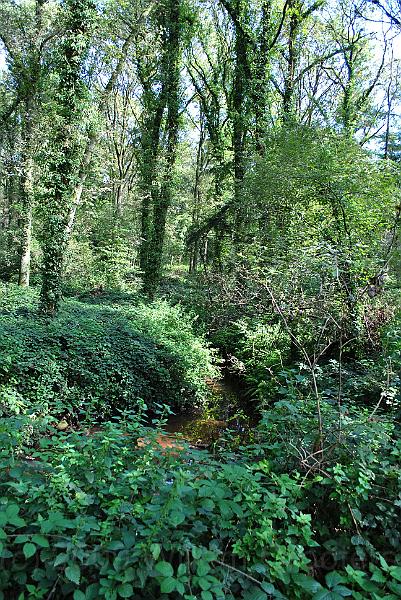 20-Stream.jpg - On return to the right track, the stream shimmered between the undergrowth.