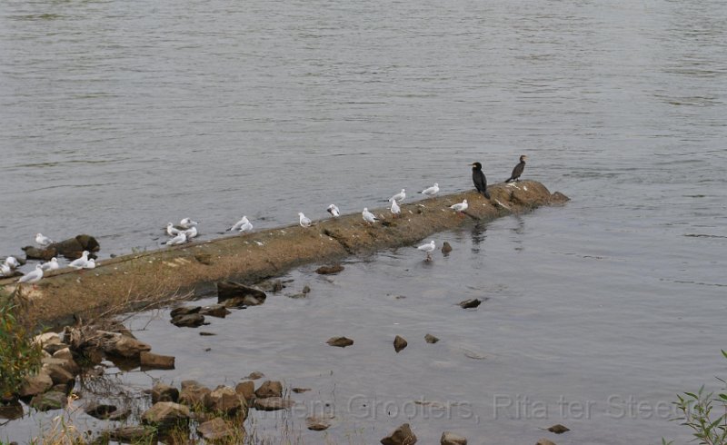05-TakeARest.jpg - Gulls and cormorans taking a rest