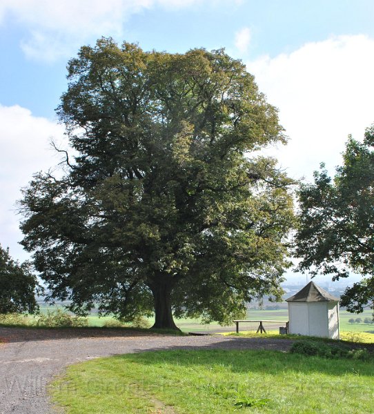 19-Marker.jpg - A huge tree over a shelter - this tree is marked as a signpost on the map.