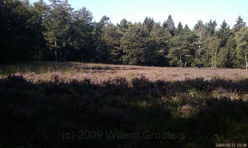 06-BloomingHeather.jpg - Blooming heather; due to some insect ("heidehaantje")  there would be hardly any flowers this year; but this patch was saved