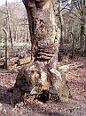 01-Stronk * A beech trunk with a large fungus * 1488 x 1984 * (746KB)