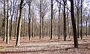 08-Beukenbos * The openess of a beech forest. * 1984 x 1209 * (750KB)