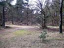 09-Bos * Denser fir forest * 1984 x 1488 * (745KB)