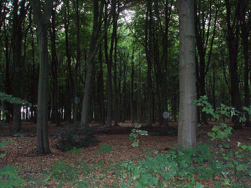 04-DarnessOfTheWoods.jpg - woodland, dfarkened by the density of the canopy